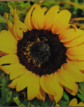 Sunflower 2 Wood Art